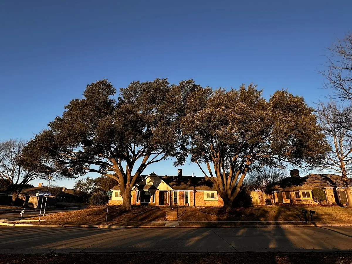 Established residential canopy tree shading a home in Northvale